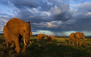 four gray elephants walking on grass field during daytime