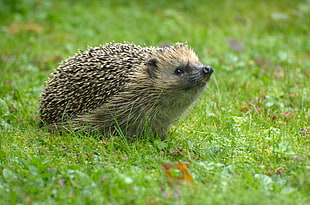 brown hedgehog on grass during daytime HD wallpaper