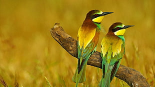 two brown-and-green birds, nature, animals, birds, bee-eaters
