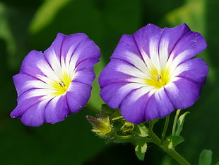 two white-and-purple petaled flower