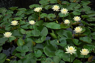 white waterlilies on pond