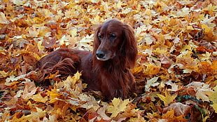 golden retriever lying on yellow leaves during daytime HD wallpaper
