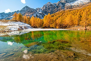 calm body of water near yellow leafed trees, landscape, nature, lake, mountains