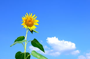 low angle photo of Sunflower