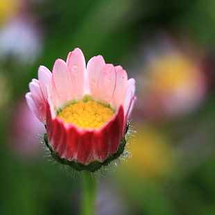 close up photo of yellow and red petaled flower
