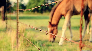 brown and white horse, animals, nature, horse, fence HD wallpaper