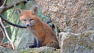 brown and black tabby cat, fox, fox cubs 
