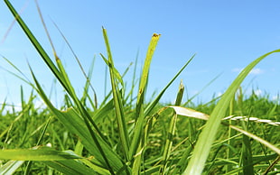 shallow focus of green grasses