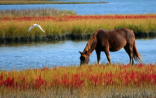 brown horse on field near lake HD wallpaper
