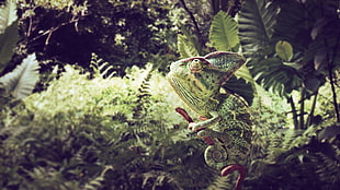 green chameleon in wood branch during daytime