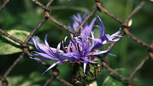 blue cornflower beside chain link fence in close up photography
