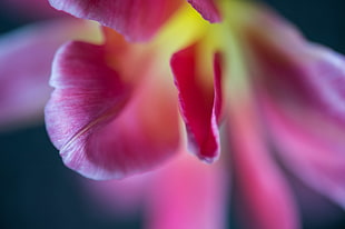 pink and yellow flower, tulip