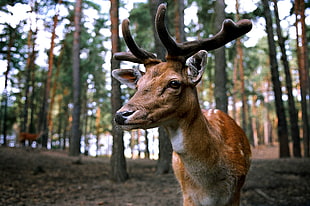 brown deer on forest during dayttime HD wallpaper