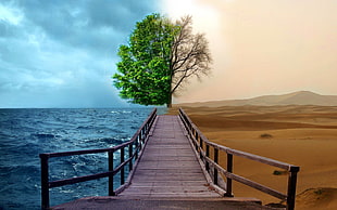 brown wooden docks and tree in between desert and sea