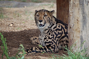 adult Cheetah prone lying on ground under shade of tree during daytime