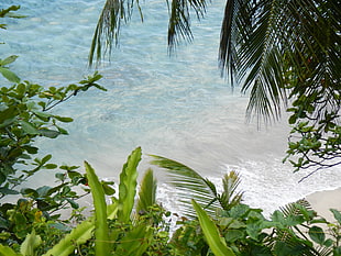 photograph of shore with green leaf trees