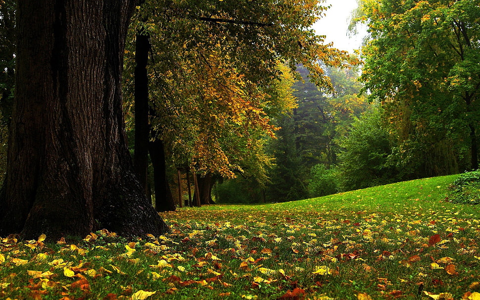 brown tree, nature HD wallpaper