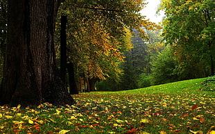brown tree, nature