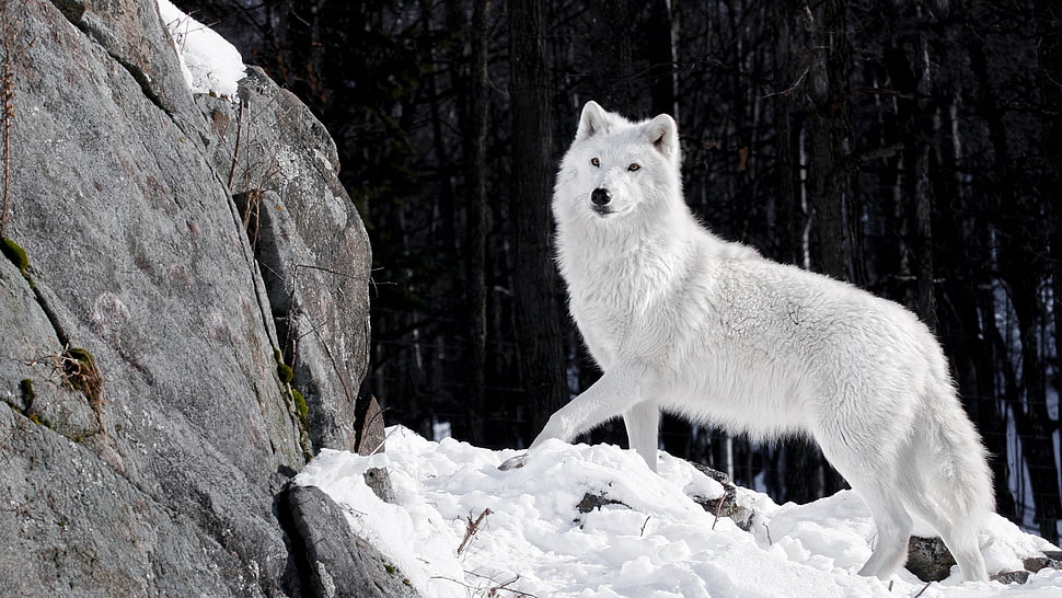 white wolf, artic wolf, animals, snow HD wallpaper