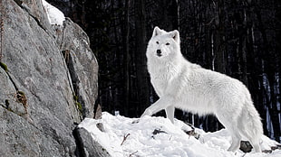 white wolf, artic wolf, animals, snow