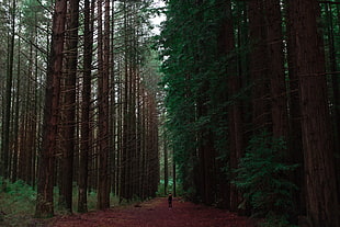 person standing between forest tress