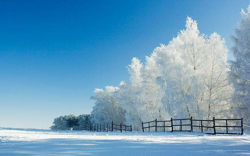 white pine trees, landscape HD wallpaper