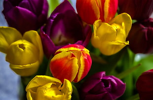 yellow, pink, and orange Tulip flowers in bloom close-up photo