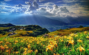 yellow flowers, landscape, nature, clouds, field HD wallpaper