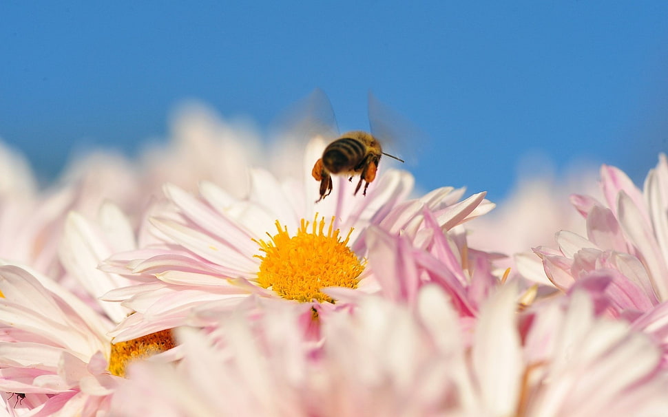 Honey Bee on white Daisy flower during daytime HD wallpaper