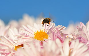 Honey Bee on white Daisy flower during daytime