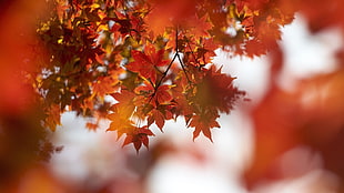 selective focus photography of red leaves during daytime