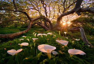 white peace lily, calla lilies, flowers, trees, sunset HD wallpaper
