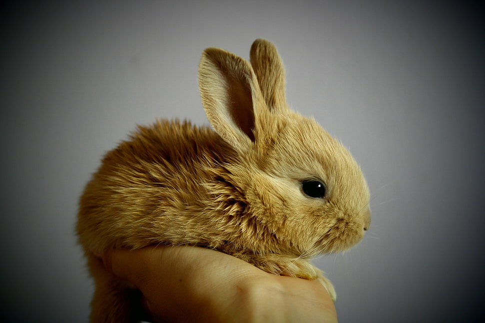close up photo of brown rabbit HD wallpaper
