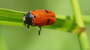 depth of field photography of red and black beetle on green leaf plant, mariquita