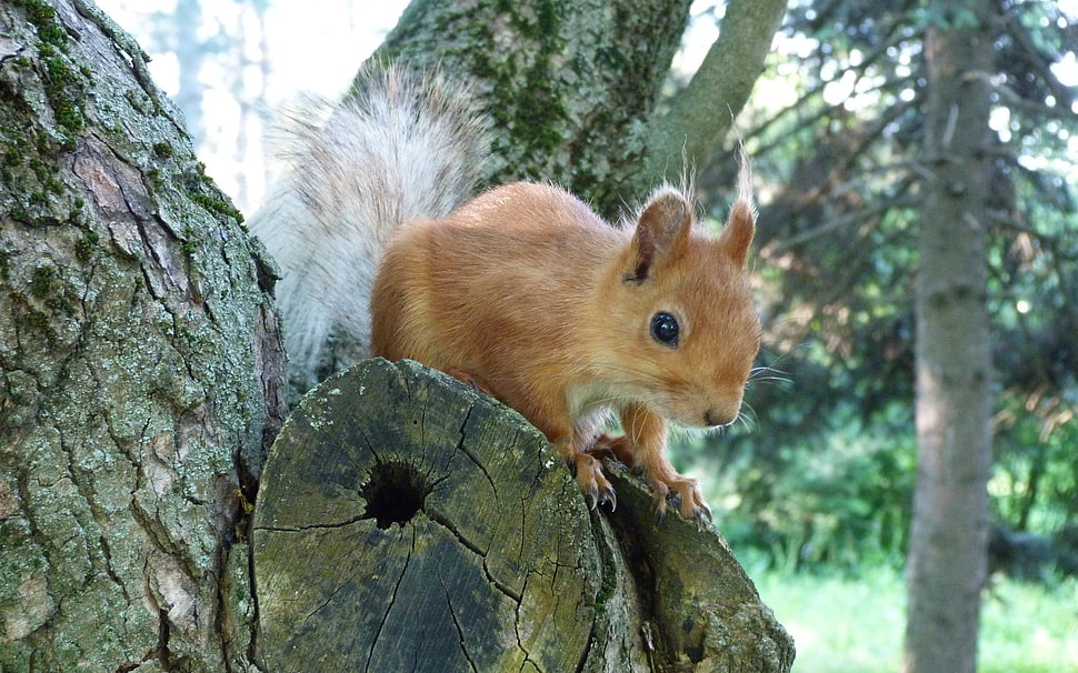 squirrel on tree branch HD wallpaper