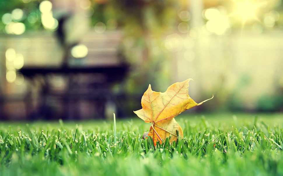 brown maple leaf on grass during daytime HD wallpaper