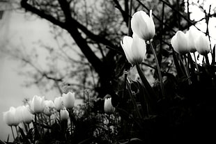 grayscale photo of white petaled flowers