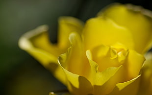 macro photography of yellow petal flower