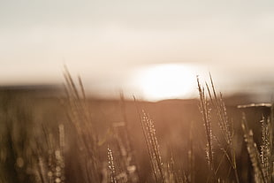 selective focus of wheat during golden hour
