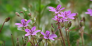 depth of field photography of purple petaled flowers