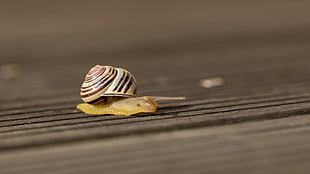 snail on ground HD wallpaper