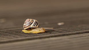 snail on ground