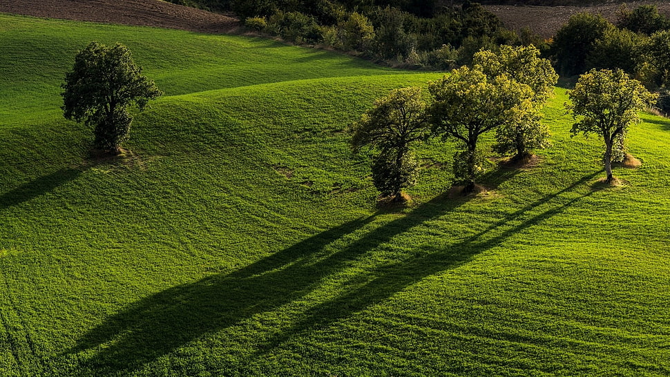 green grass field with trees, nature, landscape, trees, simple HD wallpaper