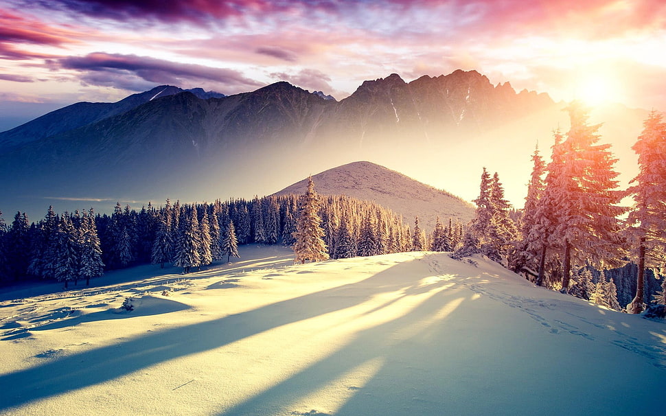 mountain covered by snow, forest HD wallpaper