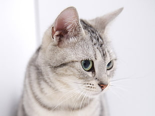 photo of long-fur white and gray cat