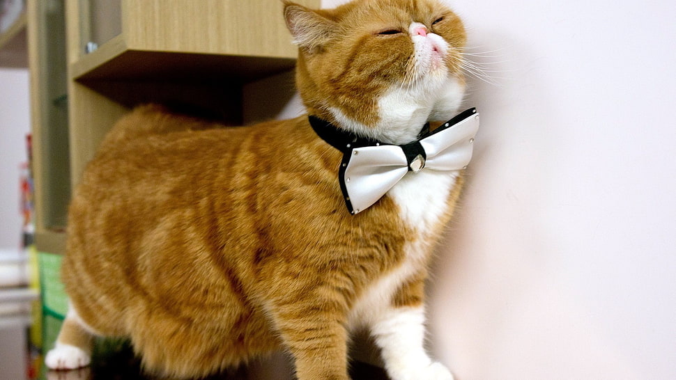 short-haired brown and white cat, animals, cat HD wallpaper