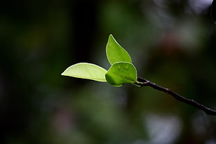 shallow focus photo of green leaves