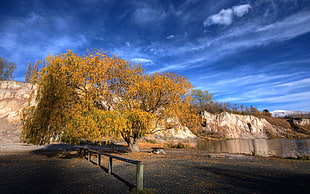 yellow tree near lake during daytime