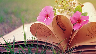 pink vinca flowers, flowers, photography, books