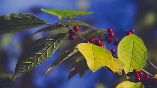 green leaf, Berries, Branch, Leaves